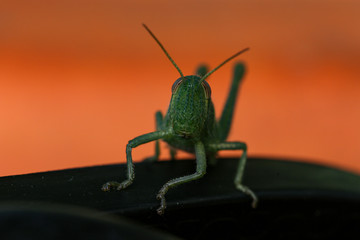 green grasshopper the symbol of luck