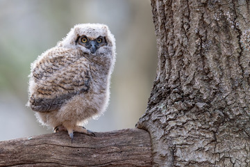 Great Horned Owlet perched on a limb.