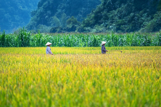 Farmers harvest rice on the field. Rice and rice field in Trung Khanh, Cao Bang, Vietnam. Landscape of area Trung Khanh