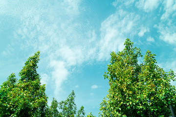 Green foliage background cloudy sky.CR2