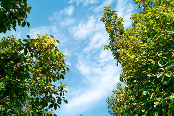 Green foliage background cloudy sky.CR2