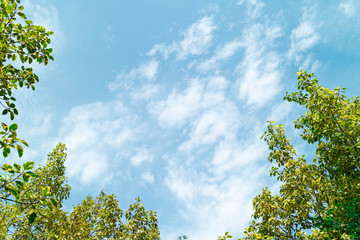 Green foliage background cloudy sky.CR2