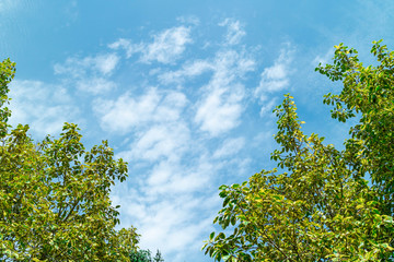 Green foliage background cloudy sky.CR2