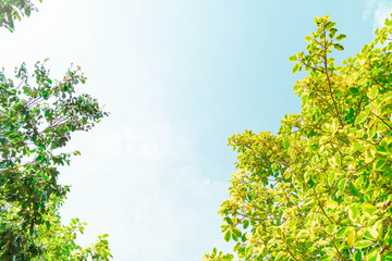 Fototapeta premium Green foliage background cloudy sky.CR2