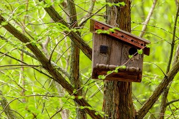 wooden bird house