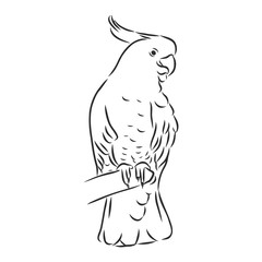 parrot on a branch, vector sketch illustration