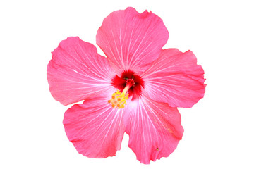 Hawaiian hibiscus flower