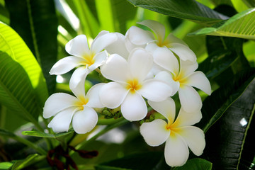 Obraz na płótnie Canvas Hawaiian white plumeria flower