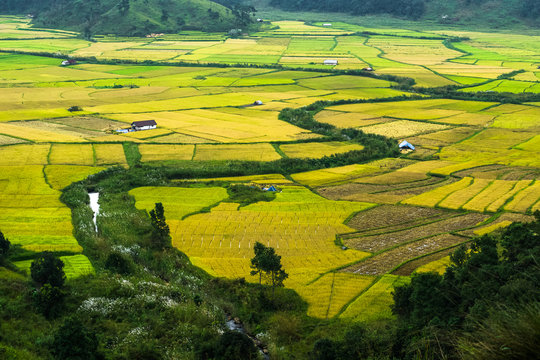 Paddy Fields In Khasi And Jaintia Hills Of Meghalaya