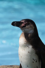 フンボルトペンギン