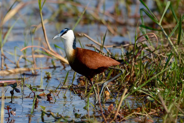 An African jacana by the Chobe River in Botswana