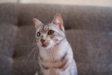 毛づくろいするエジプシャンマウ