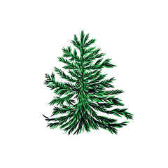 Spruce. Conifer tree. Christmas decor