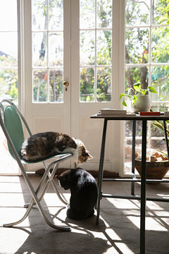 Working From Home With 2 Cats Sitting At A Desk Near A Window