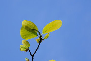 green leaves of white magnolia tree