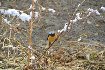 Daurian redstart or Common redstart bird perches on the branch with snow. Adult male bird. Spring, southeastern Russia.