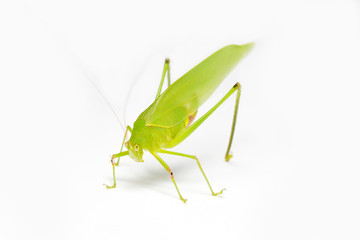 Green Leaf Grasshopper on White Background.