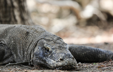 Wildlife shot of a Komodo Dragon