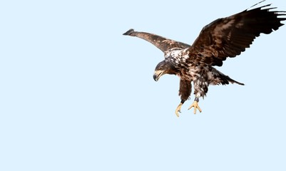 Soaring.