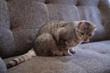 毛づくろいするエジプシャンマウ