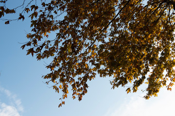 Background of tree branch and the sky with leaves changing the colour to yellow in autumn