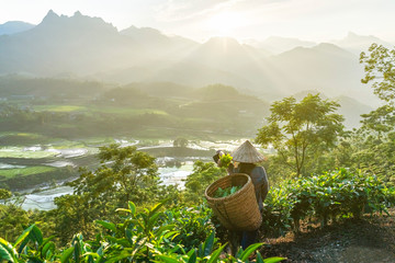 The farmer on tea plantations background , Tea plantations in morning light, Sapa, Lao Cai, Vietnam