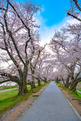 Fototapeta na wymiar 早朝の背割堤の桜