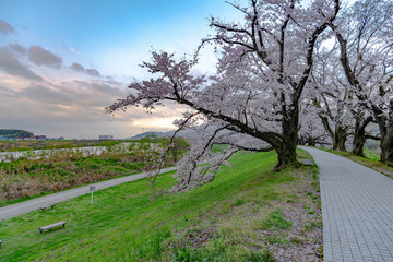早朝の背割堤の桜
