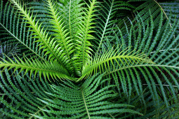 Fototapeta na wymiar Top view of dwarf tree fern