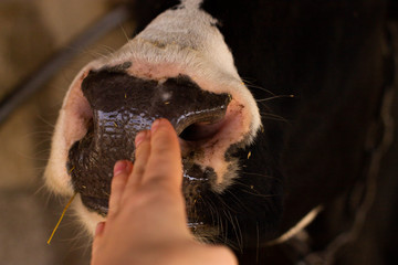 the nose of a cow