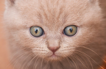 lilac kitten portrait