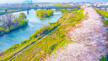 京都の桜並木
