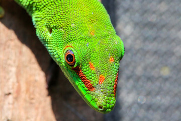 Madagascar Gecko