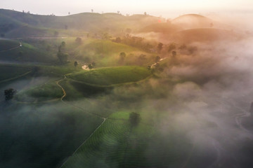 Aerial view of Long Coc tea hill, green landscape background, green leaf. Tan Son, Phu Tho, Viet Nam