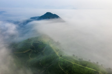 Aerial view of Long Coc tea hill, green landscape background, green leaf. Tan Son, Phu Tho, Viet Nam
