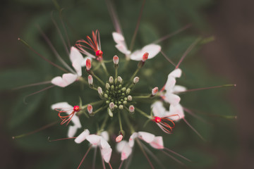 red and white flower background