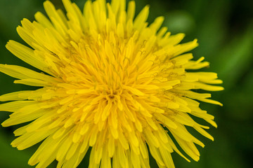 Blooming yellow dandelion, dandelion taraxacum flower in the garden, wild plant outdoors