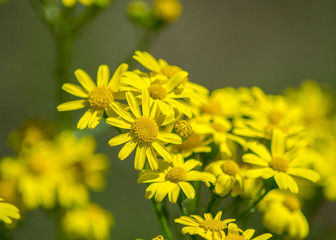 Beautiful yellow blooming Dahlberg daisy, uncultivated wild flowers in the garden, plant outdoors, daisies close-up, meadow