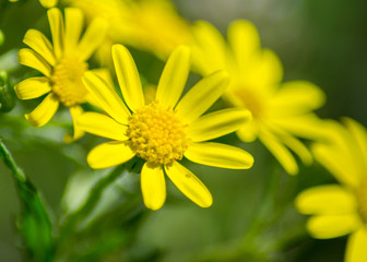 Beautiful yellow blooming Dahlberg daisy, uncultivated wild flowers in the garden, plant outdoors, daisies close-up, meadow