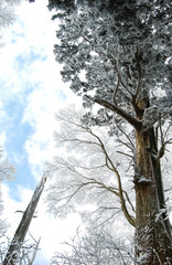 2月の金剛山の巨大な樹木の樹氷