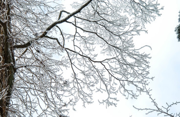 2月の曇天の金剛山の樹氷