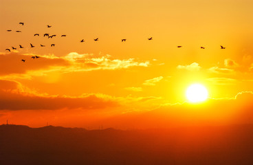 冬の朝日と渡り鳥の群れ
