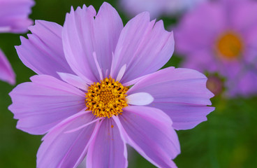 Obraz premium 美しいピンク色をした花畑のコスモス