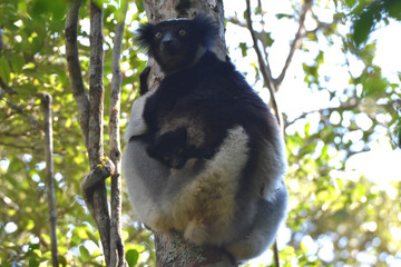 Indri lemur in Andasibe National Park, Madagascar