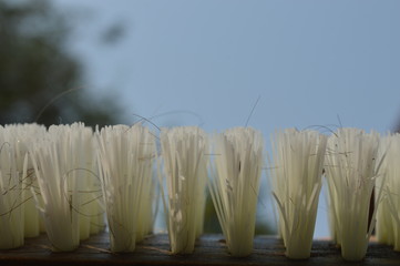White bristles with a sky background