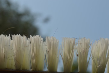 White bristles with a sky background