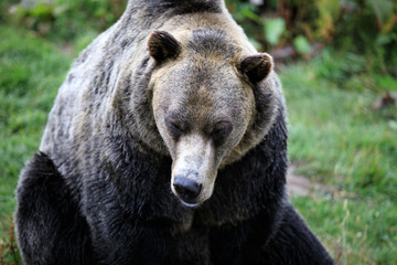 Vancouver, America - August 18, 2019: Grizzly bear at Grouse Mountain, Vancouver, America