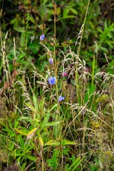 Blue flowers in the field