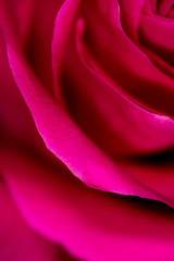Beautiful pink rose flower as an abstract background