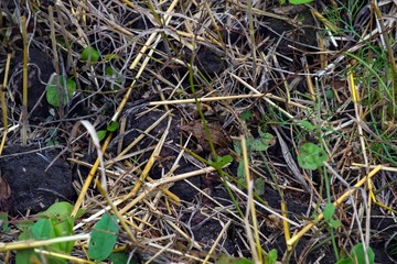 Gray frog in the grass